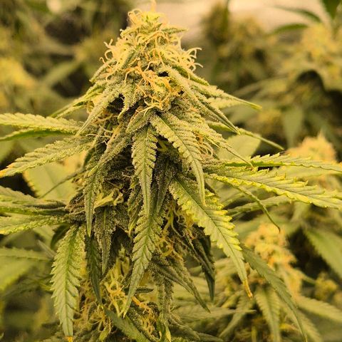 Tangerine dream 🌴 (60-65bt)  growlog timeline photo