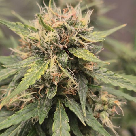 💚CHOCOLOPE 🍫 ☕️auto (56-63 BT) growlog timeline photo