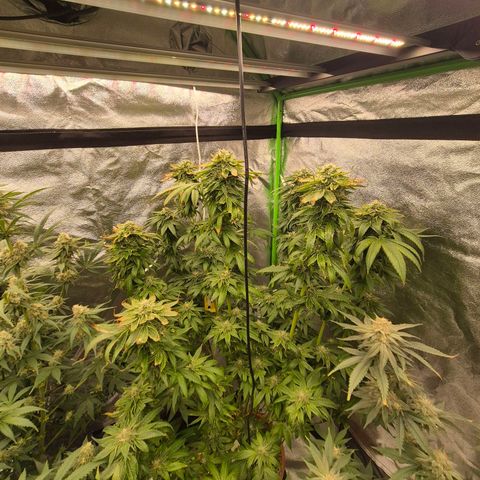 💚Bubba kush 🦝 (56-63 BT) growlog timeline photo
