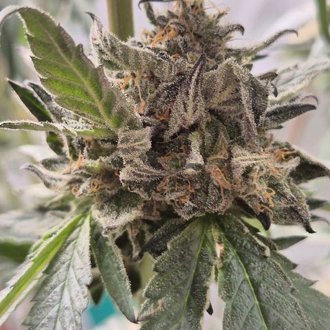 Ice cream cake 🍰 & permanent marker🖊(65-73bt) growlog timeline photo