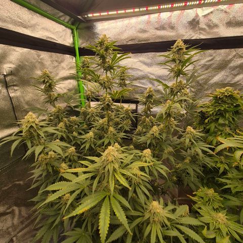 Tangerine dream 🌴 (60-65bt)  growlog timeline photo