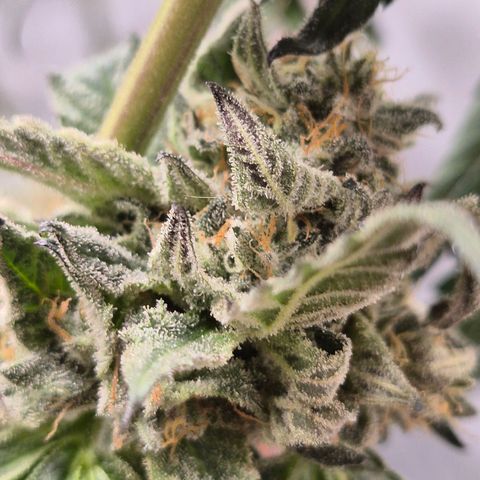 Ice cream cake 🍰 & permanent marker🖊(65-73bt) growlog timeline photo