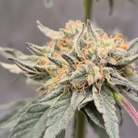 Ice cream cake 🍰 & permanent marker🖊(65-73bt) growlog timeline photo