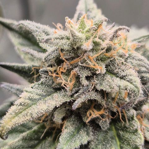 Ice cream cake 🍰 & permanent marker🖊(65-73bt) growlog timeline photo