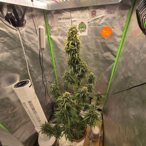 💚CHOCOLOPE 🍫 ☕️auto (56-63 BT) growlog timeline photo