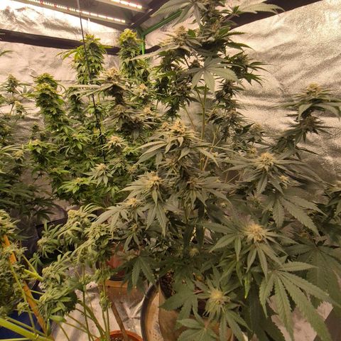 Mimosa evo stecki  🍊🍋🍍 (65-70bt) growlog timeline photo