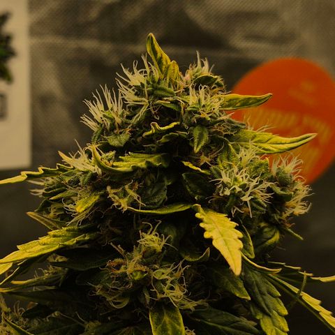 💚CHOCOLOPE 🍫 ☕️auto (56-63 BT) growlog timeline photo