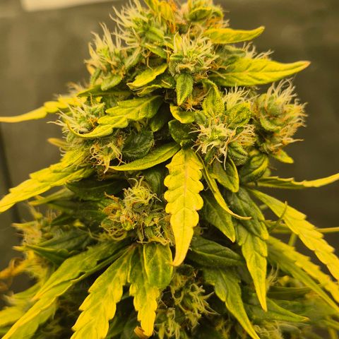 💚CHOCOLOPE 🍫 ☕️auto (56-63 BT) growlog timeline photo