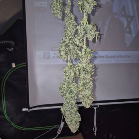 ICE 💚🧊 (63-70bt) growlog timeline photo