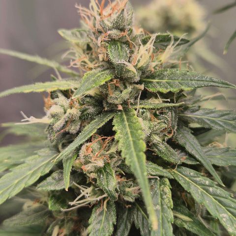 💚CHOCOLOPE 🍫 ☕️auto (56-63 BT) growlog timeline photo