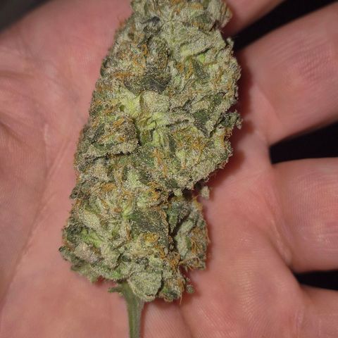 ICE 💚🧊 (63-70bt) growlog photo: Testbud