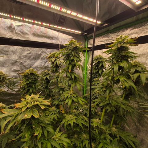 💚Bubba kush 🦝 (56-63 BT) growlog timeline photo