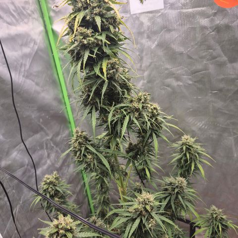💚CHOCOLOPE 🍫 ☕️auto (56-63 BT) growlog timeline photo