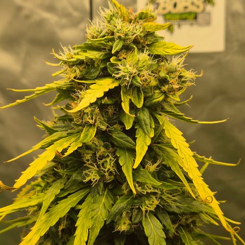 💚CHOCOLOPE 🍫 ☕️auto (56-63 BT) growlog timeline photo