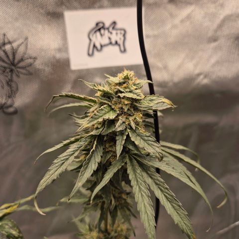 Ice cream cake 🍰 & permanent marker🖊(65-73bt) growlog timeline photo