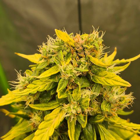 💚CHOCOLOPE 🍫 ☕️auto (56-63 BT) growlog timeline photo