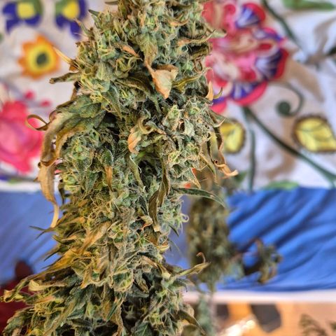 ICE 💚🧊 (63-70bt) growlog photo: Die entfernten Äste 