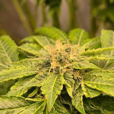 💚Bubba kush 🦝 (56-63 BT) growlog timeline photo