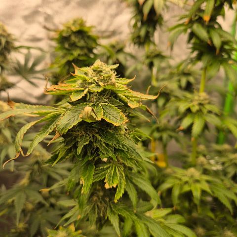 💚Bubba kush 🦝 (56-63 BT) growlog timeline photo