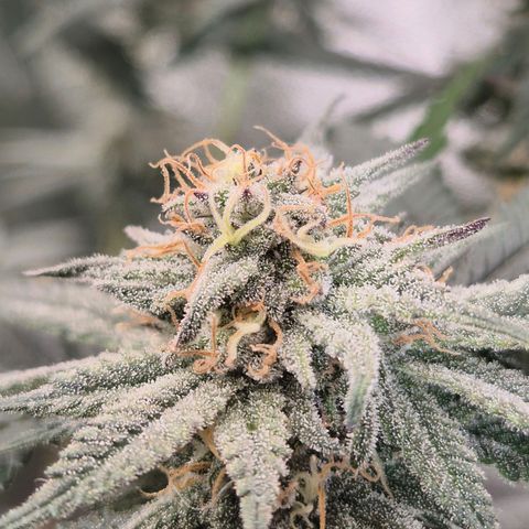 Mimosa evo stecki  🍊🍋🍍 (65-70bt) growlog timeline photo