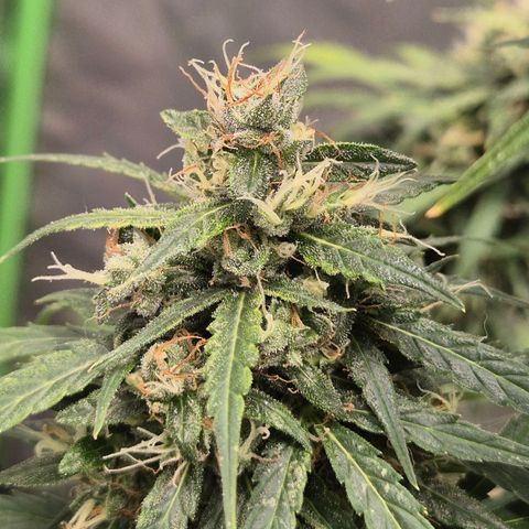 💚CHOCOLOPE 🍫 ☕️auto (56-63 BT) growlog timeline photo