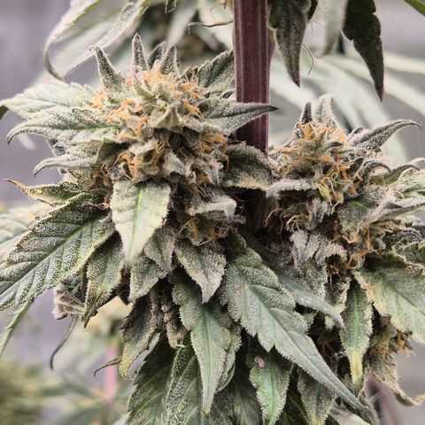 Ice cream cake 🍰 & permanent marker🖊(65-73bt) growlog timeline photo