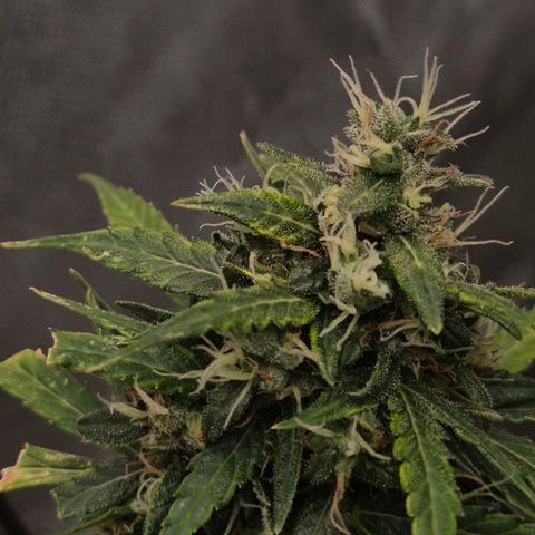 💚CHOCOLOPE 🍫 ☕️auto (56-63 BT) growlog timeline photo