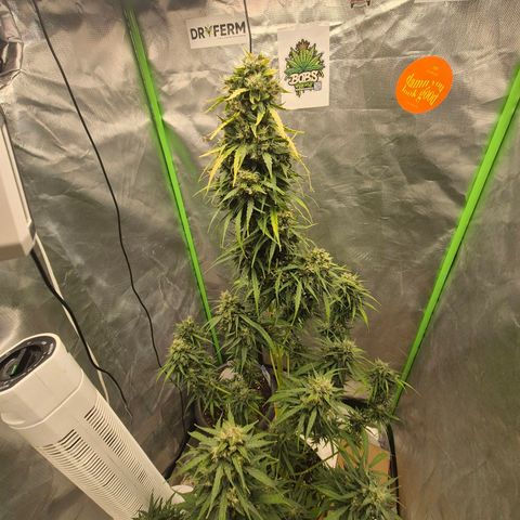 💚CHOCOLOPE 🍫 ☕️auto (56-63 BT) growlog timeline photo
