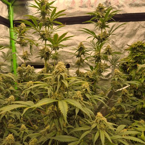 Tangerine dream 🌴 (60-65bt)  growlog timeline photo