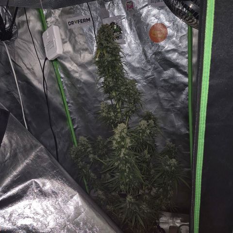 💚CHOCOLOPE 🍫 ☕️auto (56-63 BT) growlog timeline photo