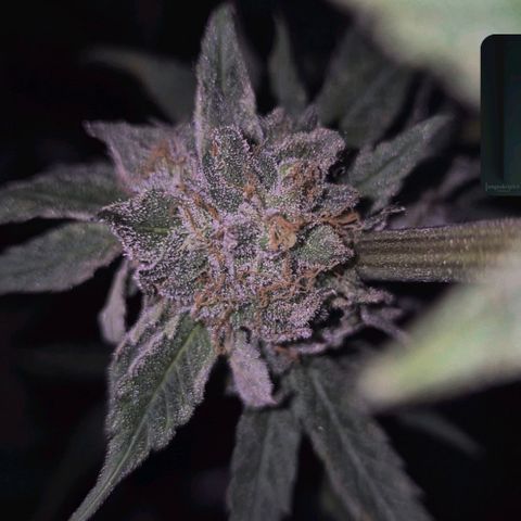 Ice cream cake 🍰 & permanent marker🖊(65-73bt) growlog timeline photo
