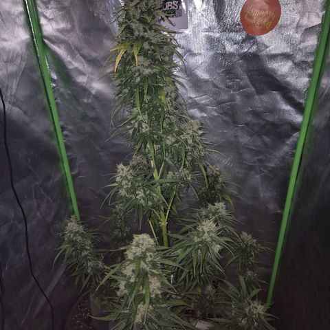💚CHOCOLOPE 🍫 ☕️auto (56-63 BT) growlog timeline photo