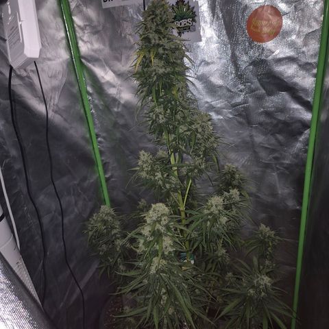 💚CHOCOLOPE 🍫 ☕️auto (56-63 BT) growlog timeline photo
