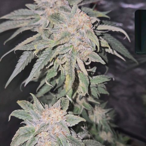 Ice cream cake 🍰 & permanent marker🖊(65-73bt) growlog timeline photo