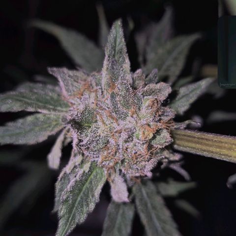 Ice cream cake 🍰 & permanent marker🖊(65-73bt) growlog timeline photo