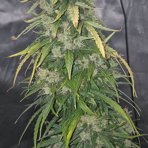 💚CHOCOLOPE 🍫 ☕️auto (56-63 BT) growlog timeline photo