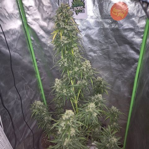 💚CHOCOLOPE 🍫 ☕️auto (56-63 BT) growlog timeline photo