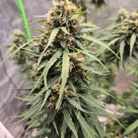 💚CHOCOLOPE 🍫 ☕️auto (56-63 BT) growlog timeline photo