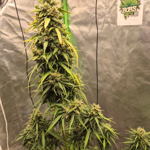 💚CHOCOLOPE 🍫 ☕️auto (56-63 BT) growlog timeline photo