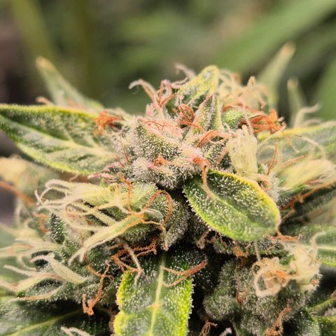💚CHOCOLOPE 🍫 ☕️auto (56-63 BT) growlog timeline photo