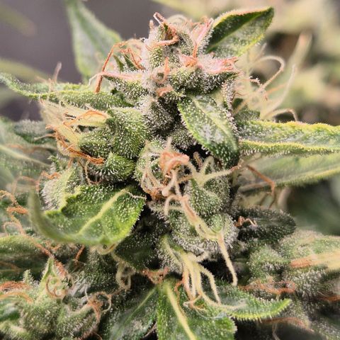 💚CHOCOLOPE 🍫 ☕️auto (56-63 BT) growlog timeline photo