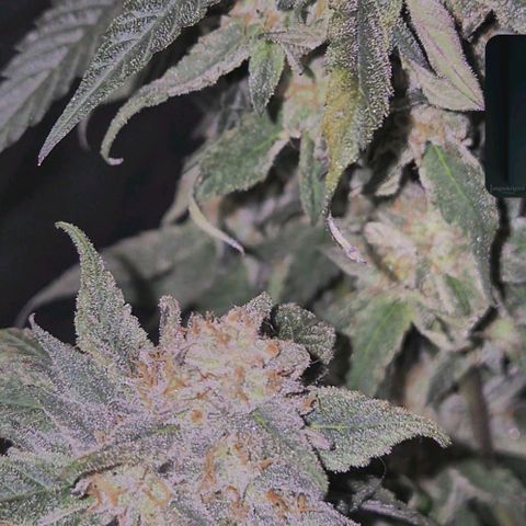 Ice cream cake 🍰 & permanent marker🖊(65-73bt) growlog timeline photo