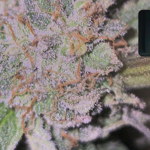 Ice cream cake 🍰 & permanent marker🖊(65-73bt) growlog timeline photo