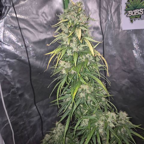 💚CHOCOLOPE 🍫 ☕️auto (56-63 BT) growlog timeline photo
