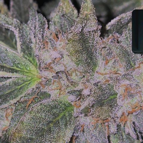 Ice cream cake 🍰 & permanent marker🖊(65-73bt) growlog timeline photo