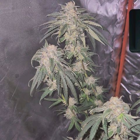 Ice cream cake 🍰 & permanent marker🖊(65-73bt) growlog timeline photo