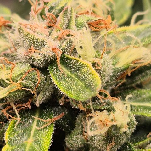 💚CHOCOLOPE 🍫 ☕️auto (56-63 BT) growlog timeline photo
