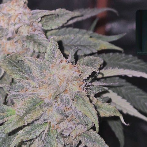 Ice cream cake 🍰 & permanent marker🖊(65-73bt) growlog timeline photo