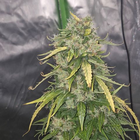 💚CHOCOLOPE 🍫 ☕️auto (56-63 BT) growlog timeline photo