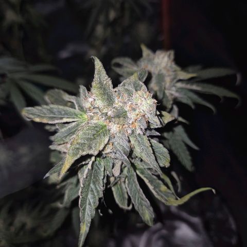 Ice cream cake 🍰 & permanent marker🖊(65-73bt) growlog timeline photo